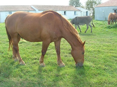 Le cheval de l'ile Sauvage de Vendée à Bouin